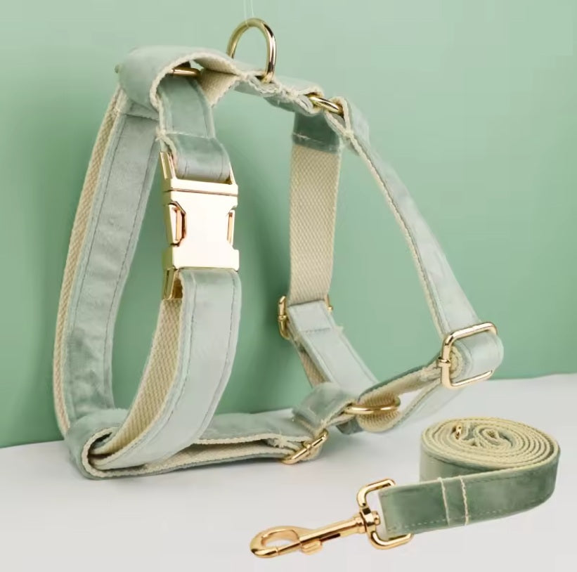 Ensemble harnais pour chien avec laisse